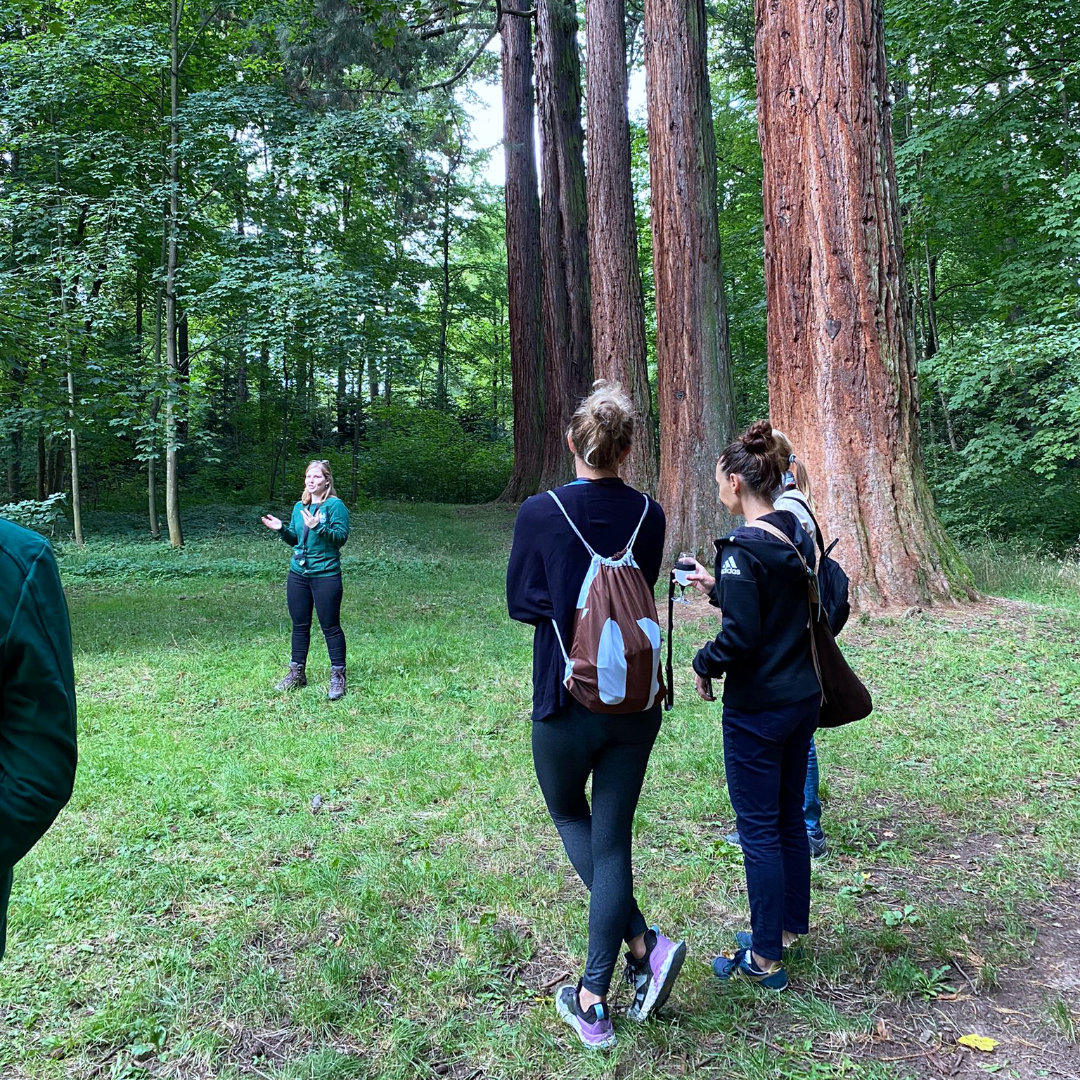 Die Mammutbäume in Welzheim sind UNESCO Naturerbe