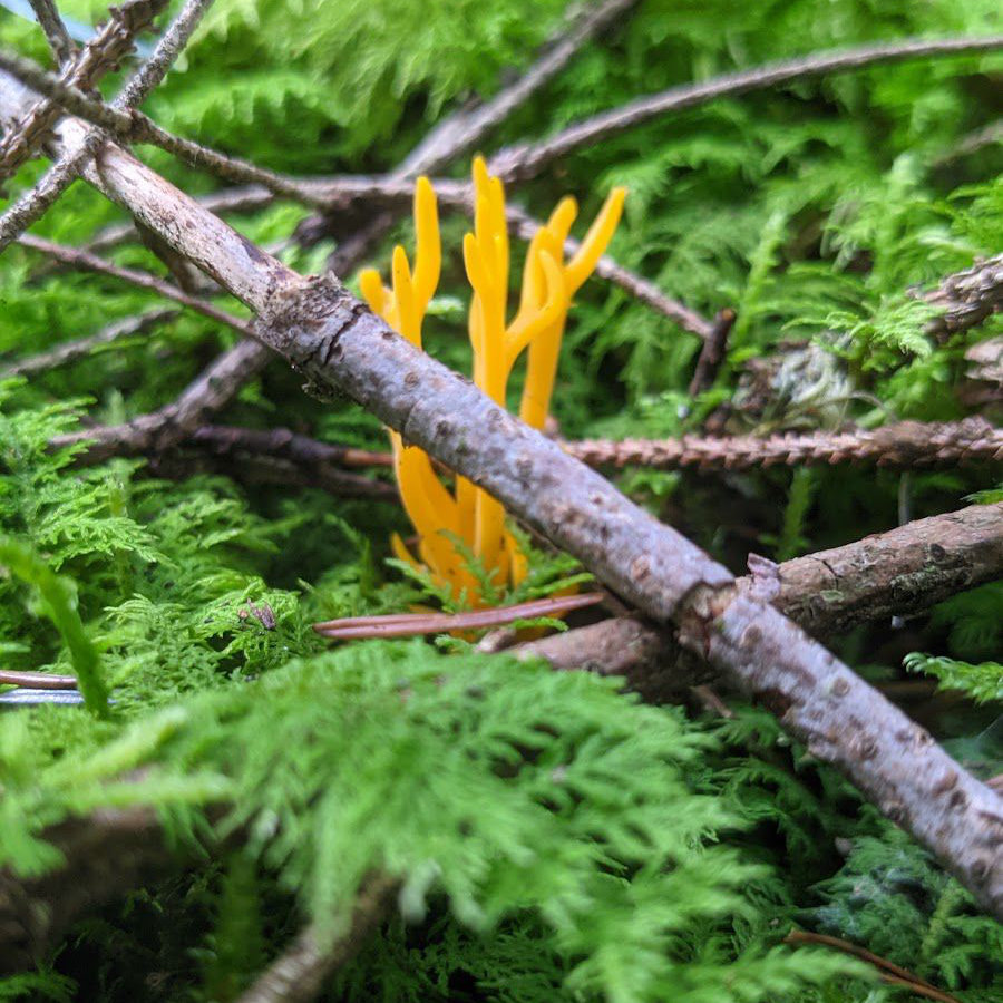 Auf der Gin-Wanderung im Schwäbischen Wald gibt es viel zu entdecken, zum Beispiel seltene und bunte Pilze